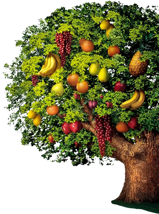 Fruits & vegetables