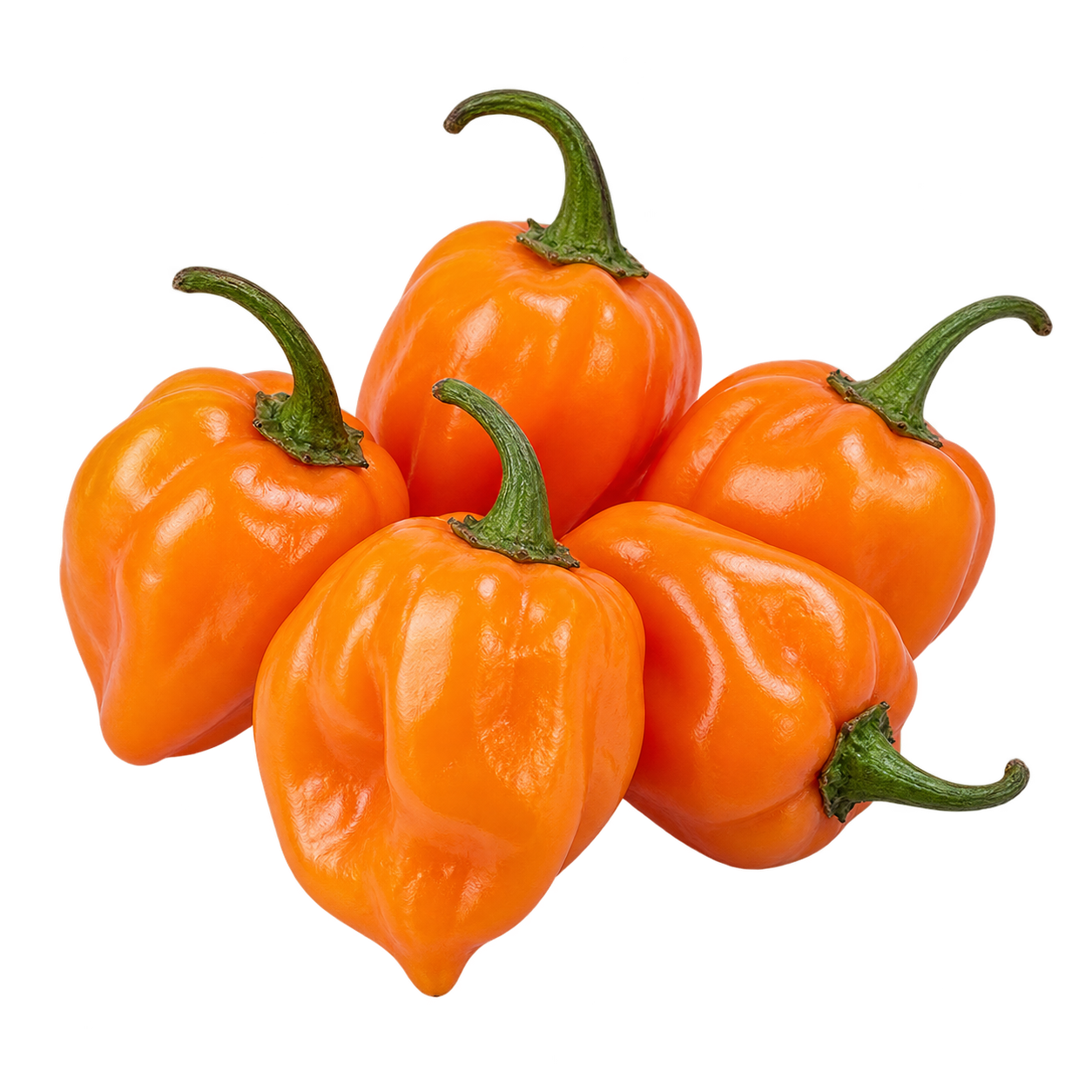 Habanero pepper